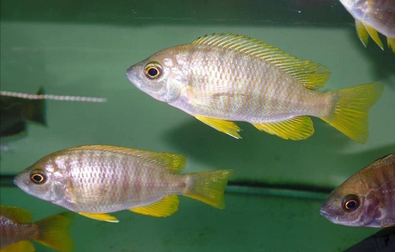 Copadichromis sp. 'flavimanus lundu' Lundu